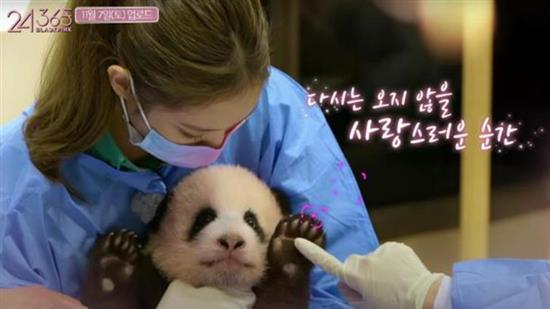 韩国艺人搂抱大熊猫幼崽